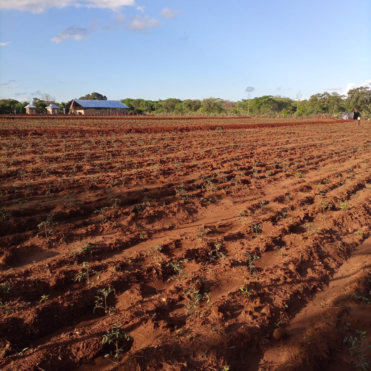 9.55 Acres Agricultural Farm Land For Sale or Lease Yearly